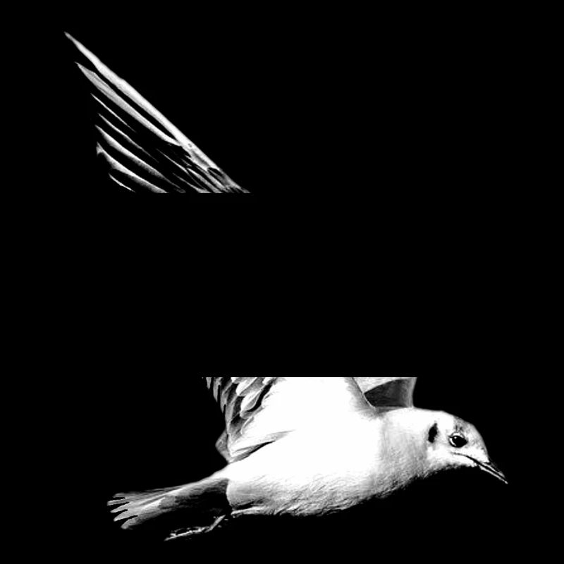 Möwe