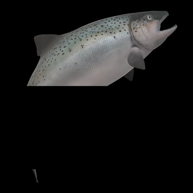 3D Lachs