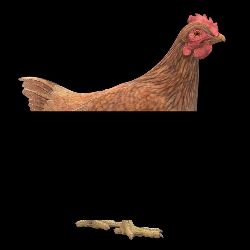 3D Huhn