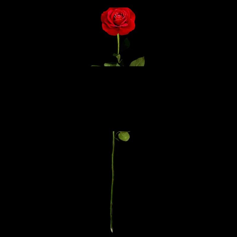 Rote Rose
