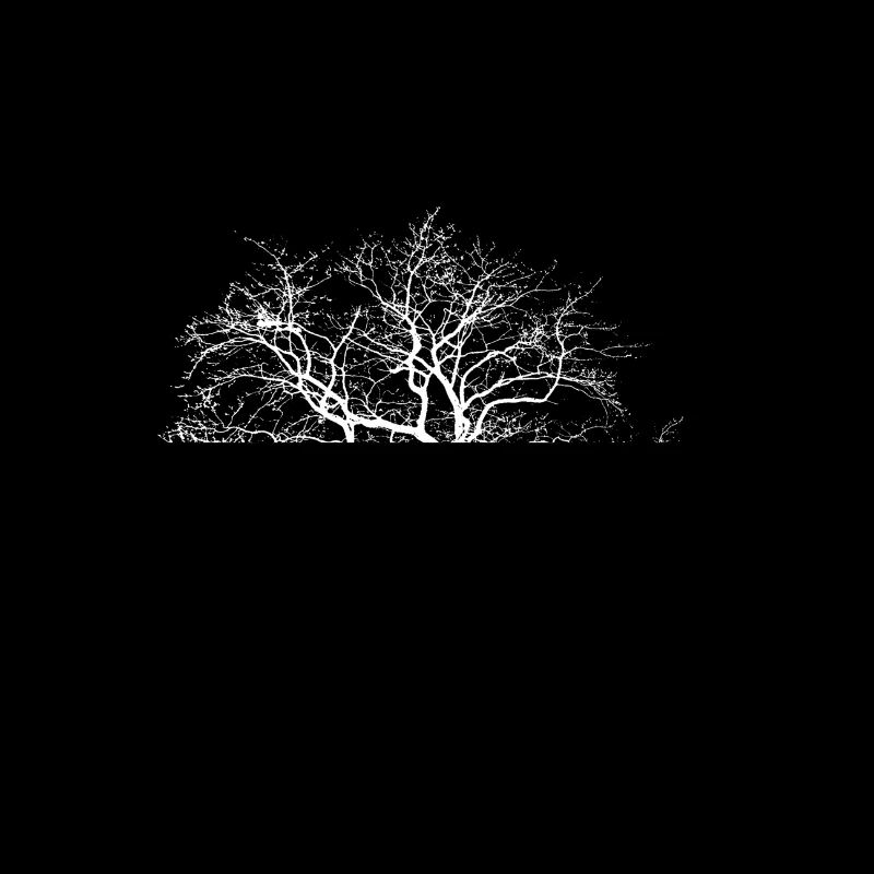 Baum