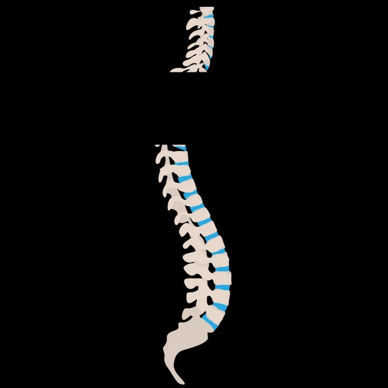 skeleton skelett bones knochen skull schaedel22