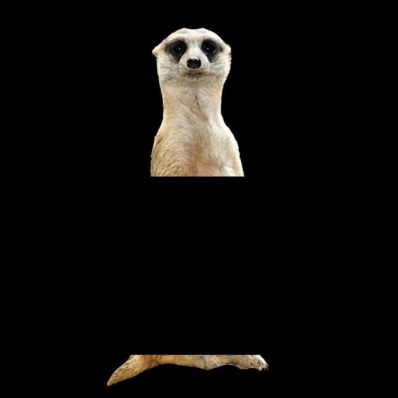 Erdmännchen