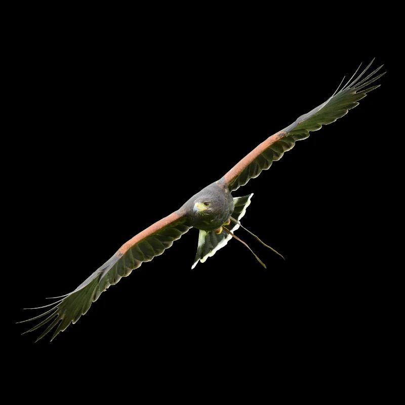 Harris Hawk - Desert Hawk approaching