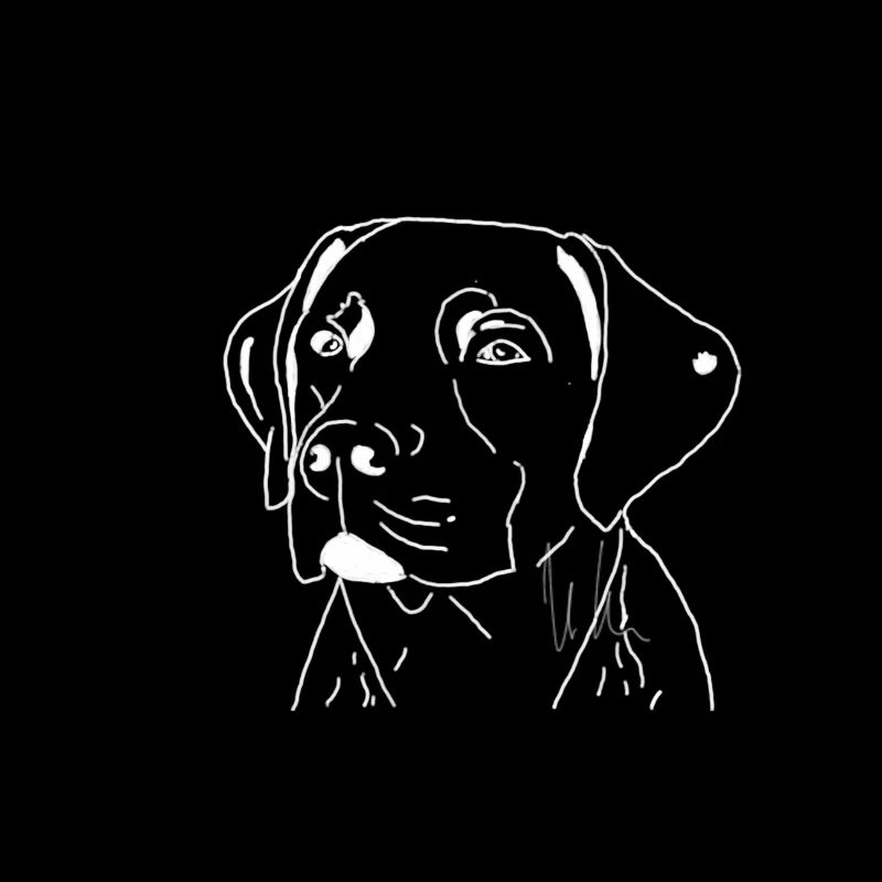 Labrador