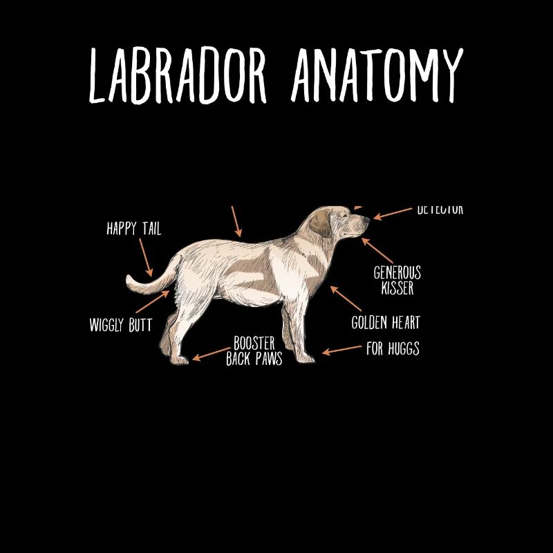 Labrador