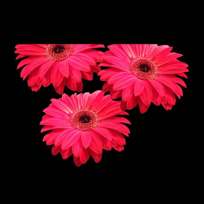 fleur Gerbera fleur Gerbera fleurs florales