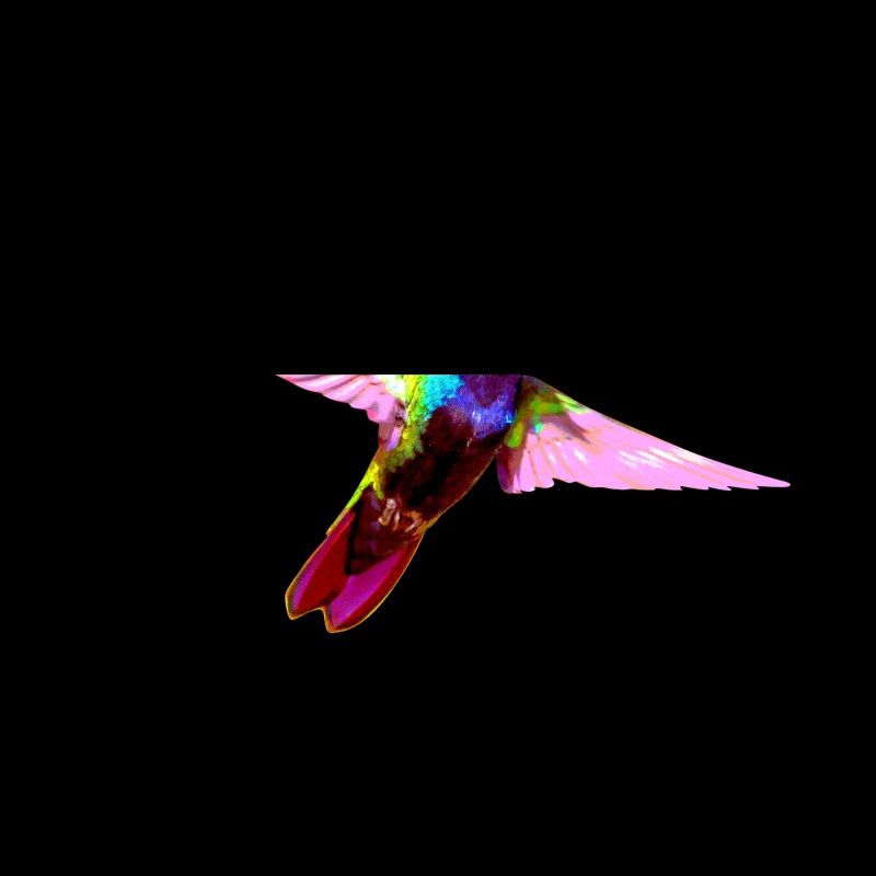 Bunter Kolibri