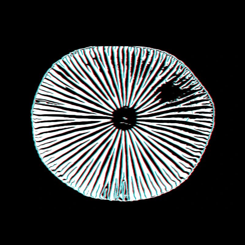 Champignons magiques psychédéliques impression 3D minimale