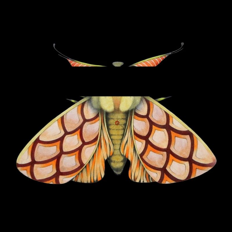 Moth rose