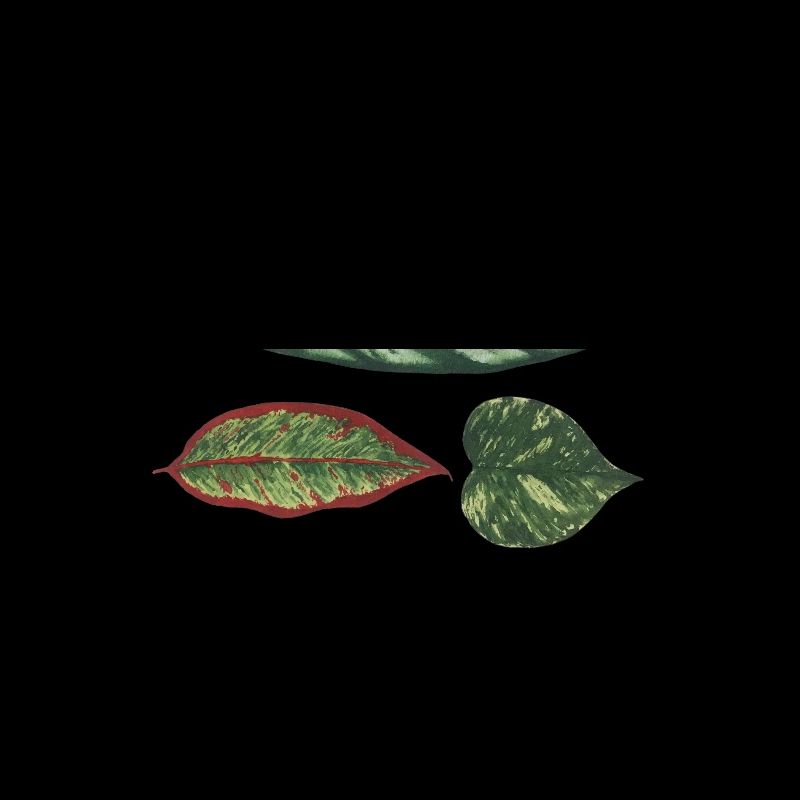 3 leaves Philodendron apoballis schismatoglottis