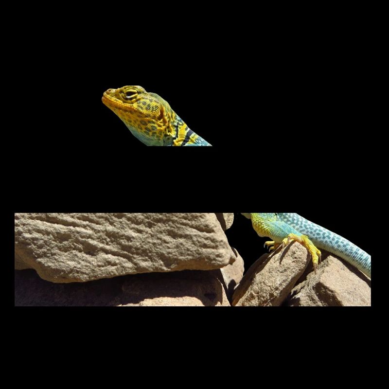 gecko lizard echse eidechse