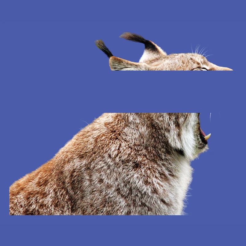 linx luchs cat cat