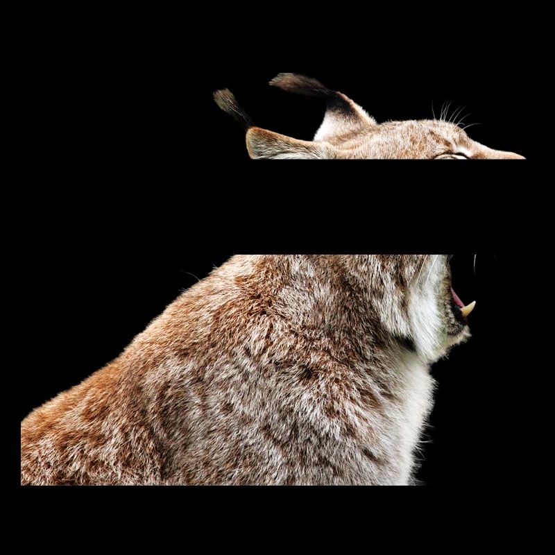 Linx chat chat lynx