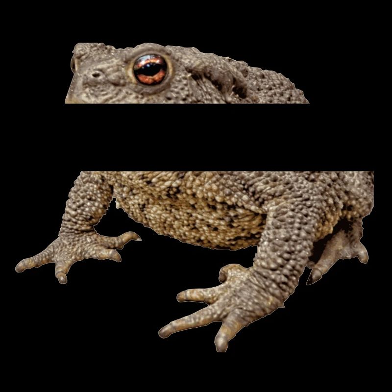 Toads bring luck and eat the gardener's enemies