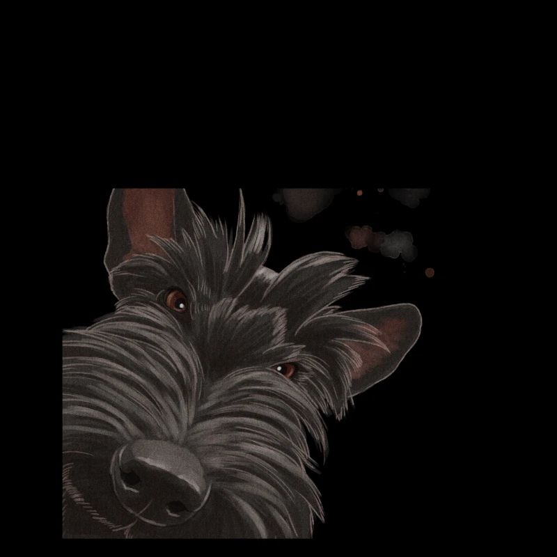 Curious Scottish Terrier Dog