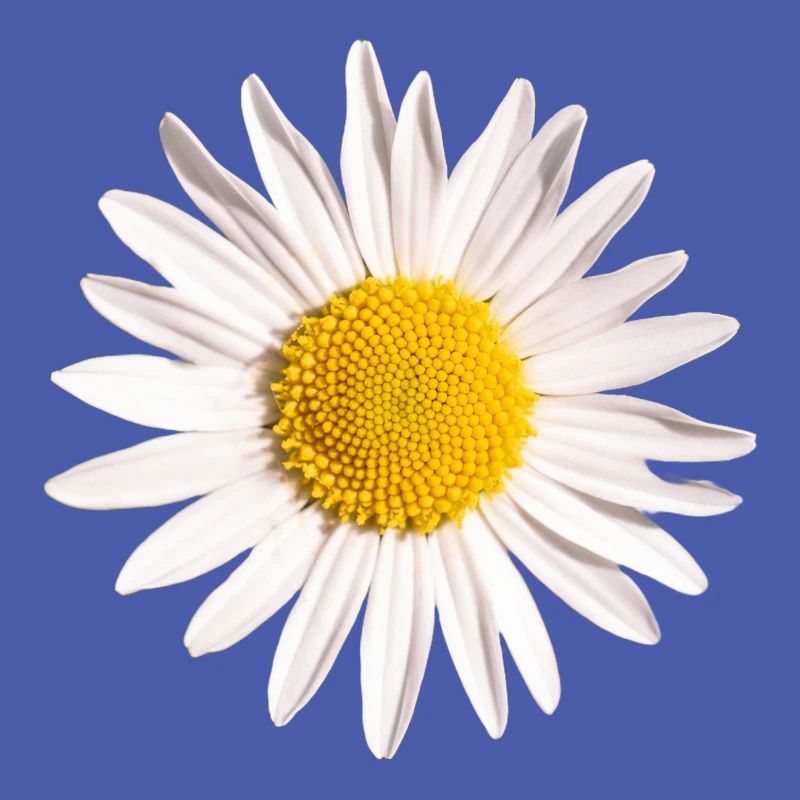 Gänseblümchen