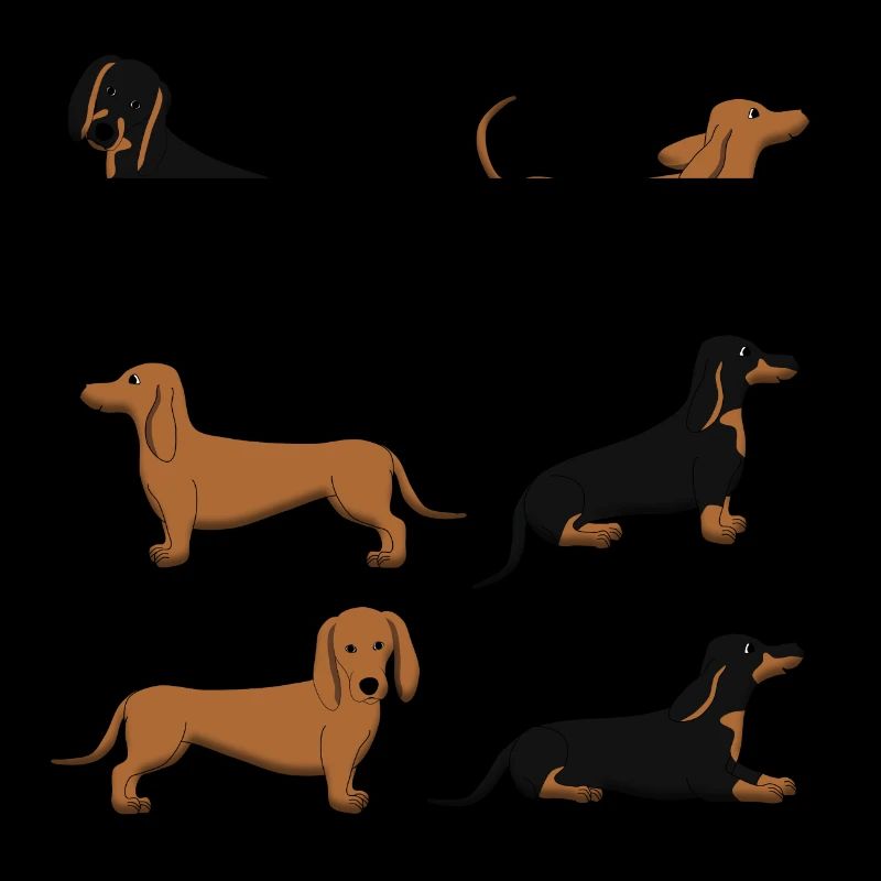 Sélection de teckel