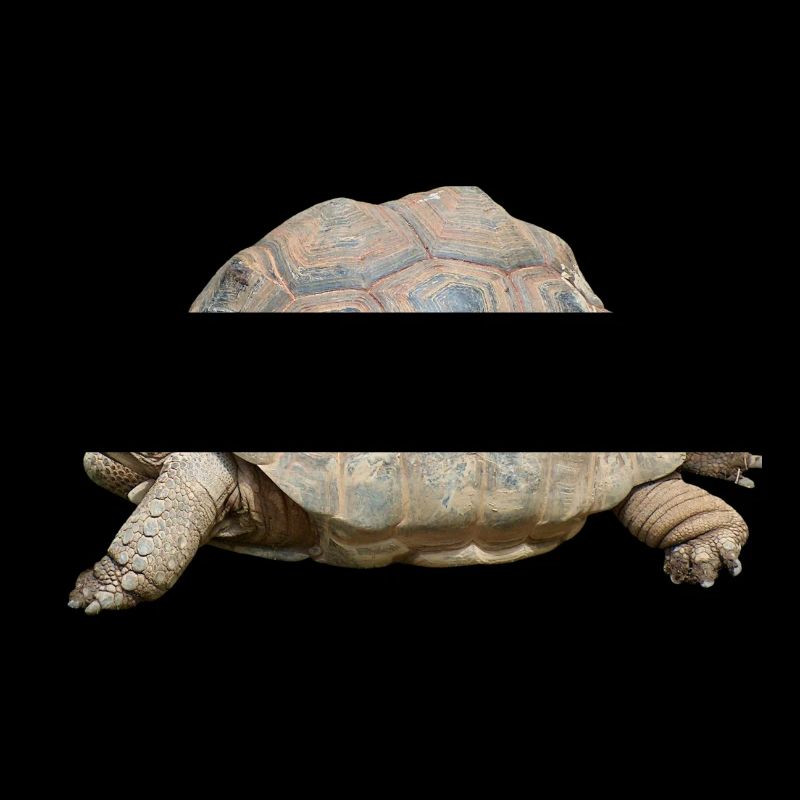 turtle schilkroete
