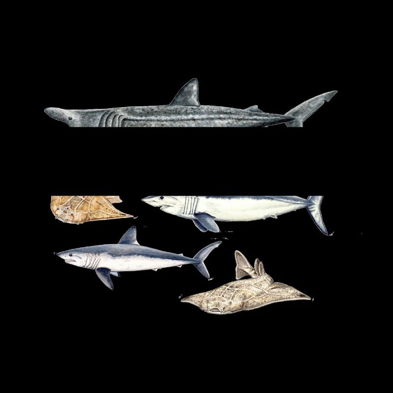 Requins - Requins - Requins