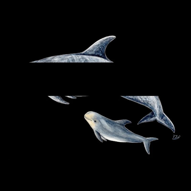 Calderón gray - Grampus dolphin - Dauphin de Risso