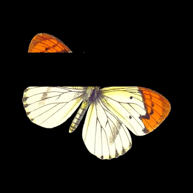 papillon