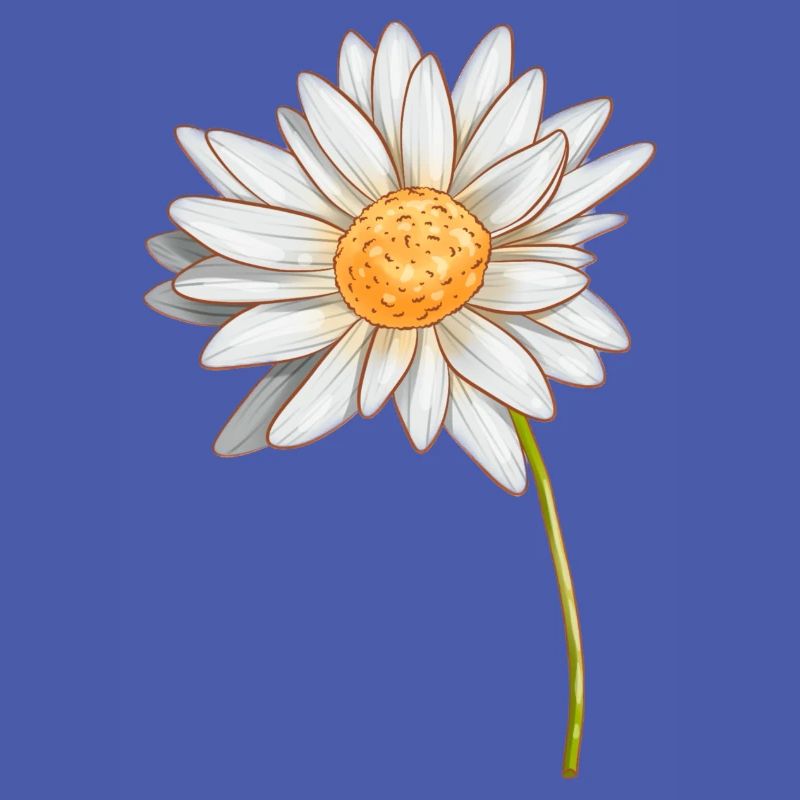 Gänseblümchen