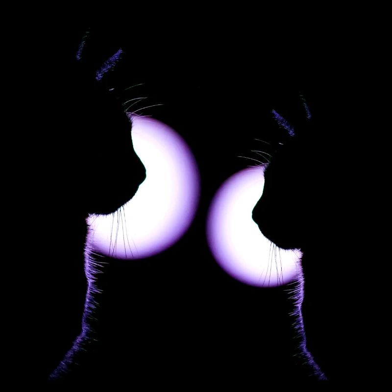 Chats à la discothèque