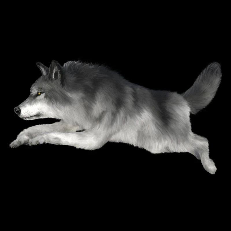 Grey wolf runs