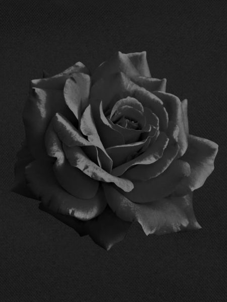 Black Rose