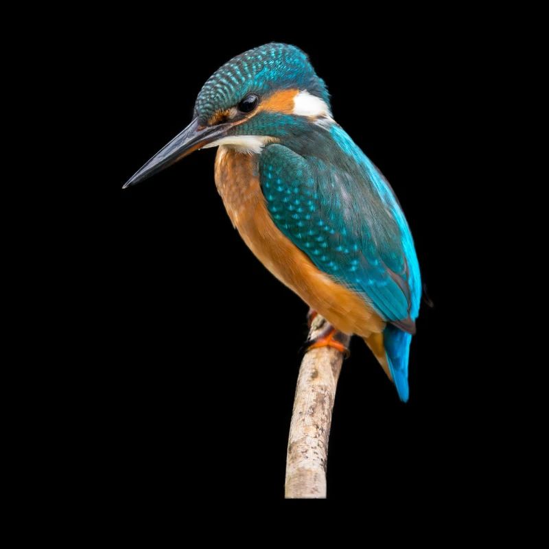 Eisvogel - Kingfisher