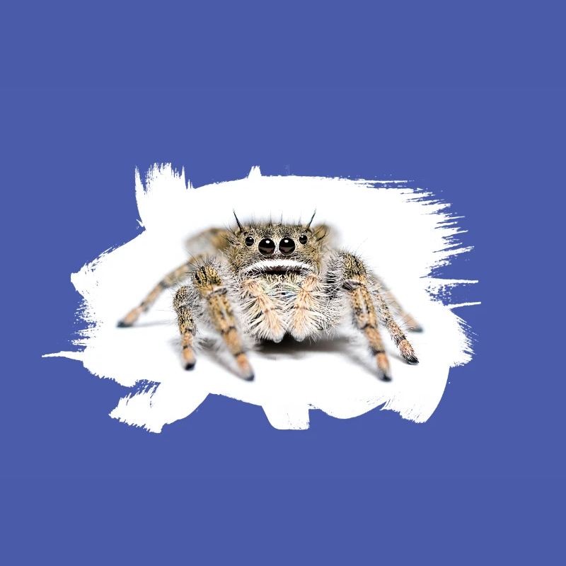 Phidippus texanus jumping spider, spring spinne.