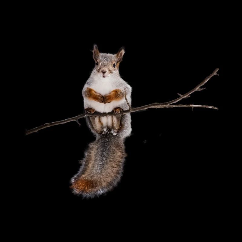 squirrel - Eichhörnchen