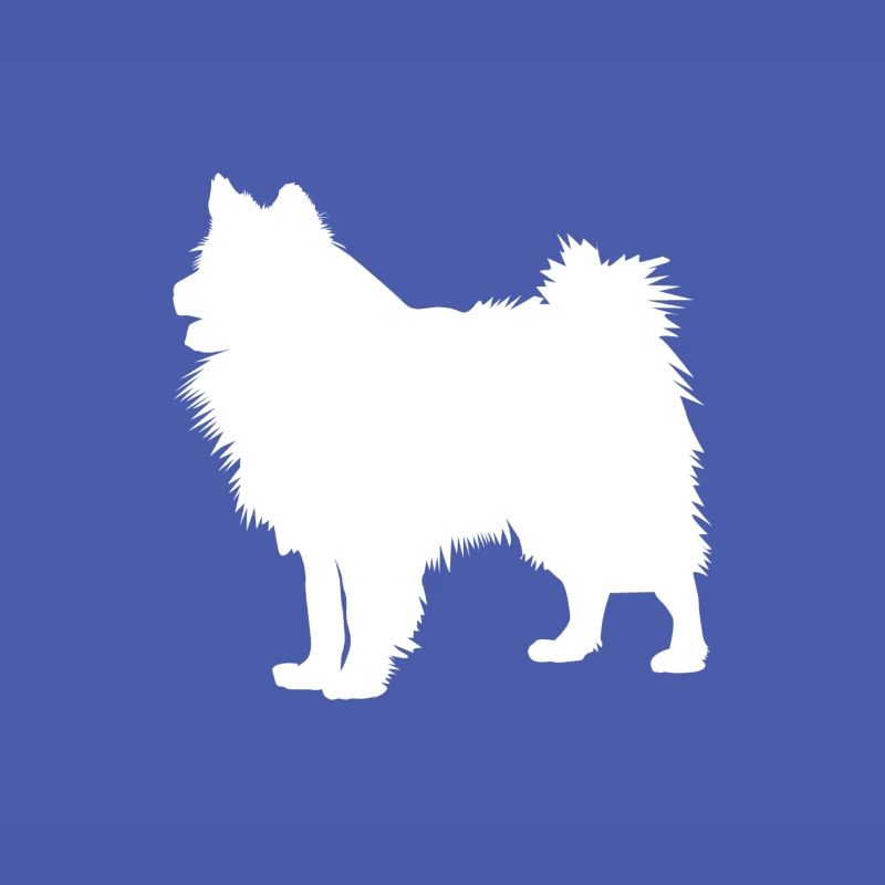 Wolfsspitz - Keeshond Dog