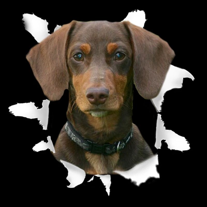 Dackel Hund - Dackel