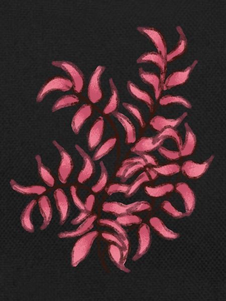 Pink Plant