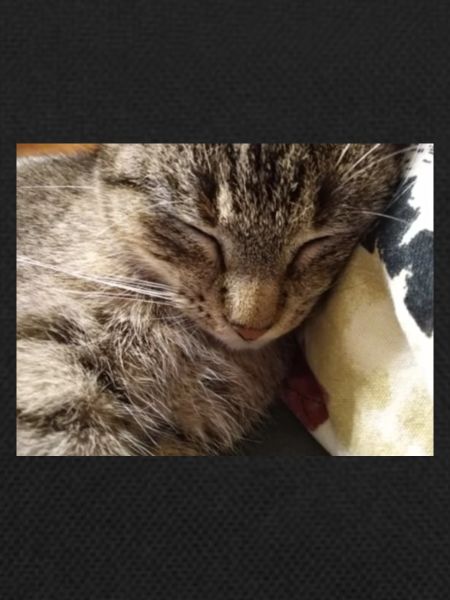 cat, kitten, kitty