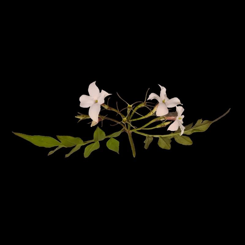 Jasminblüte
