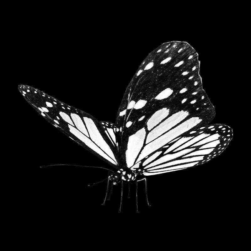 Papillon, Papillon