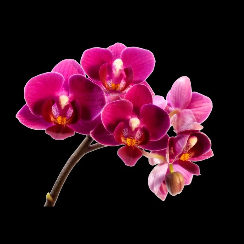 Orchidee Dunkellila