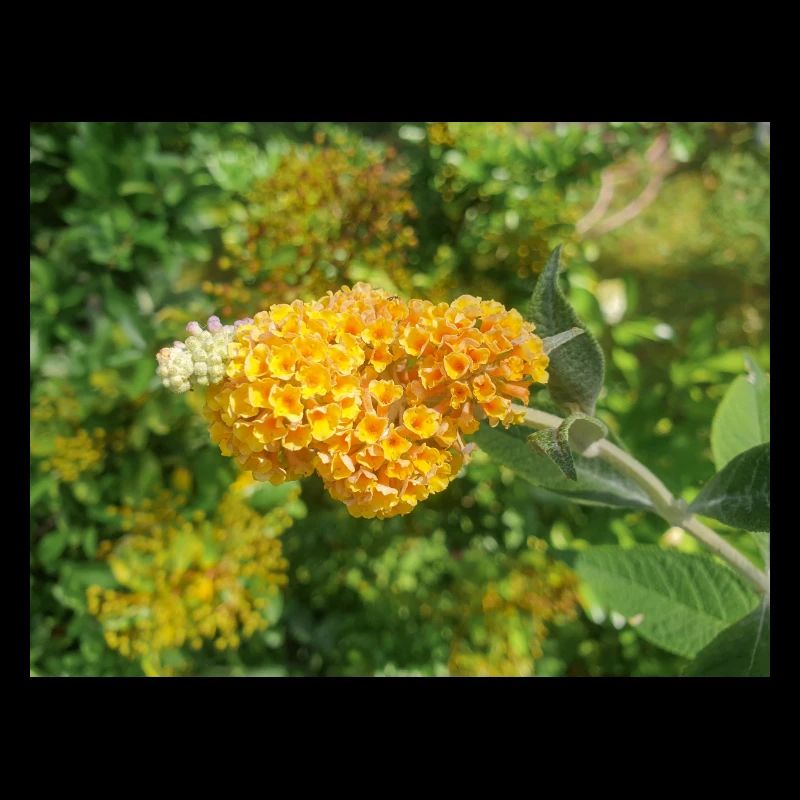 Buddleia, Schmetterlingsstrauch oder Sommerflieder 'Sungold'