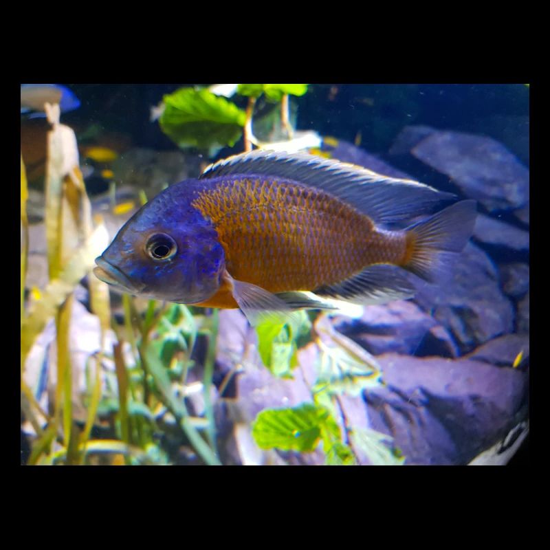Cichlidé Copadichromis borleyi