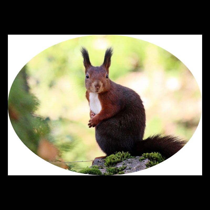 Eichhörnchen, Isibat