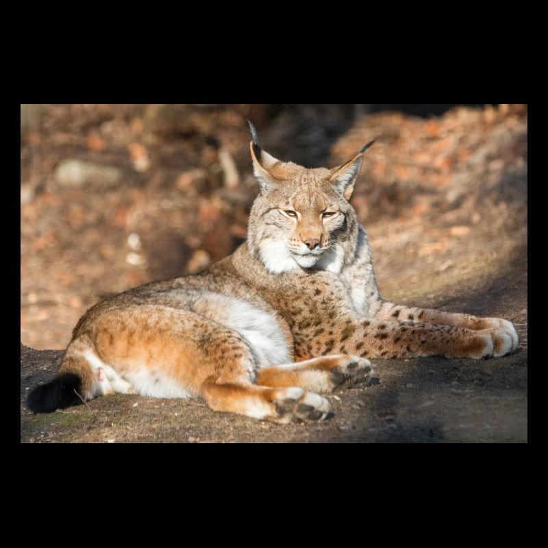 Eurasischer Luchs oder Nordluchs (Lynx lynx)