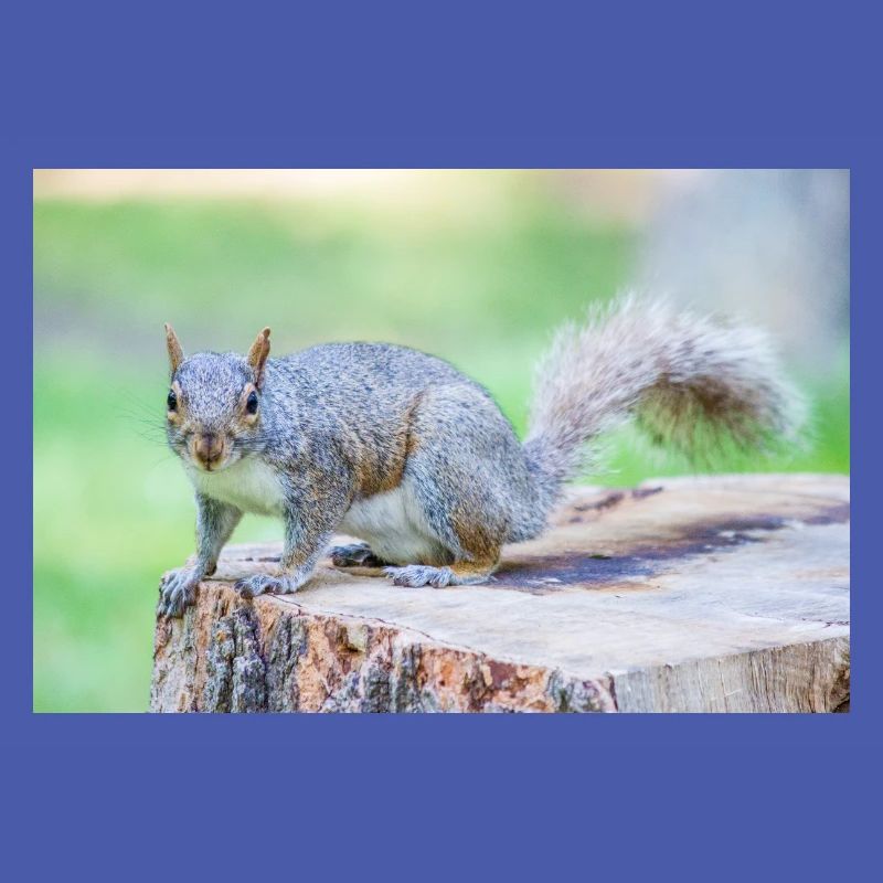 Grey squirrel Grauhörnchen Sciurus carolinensis