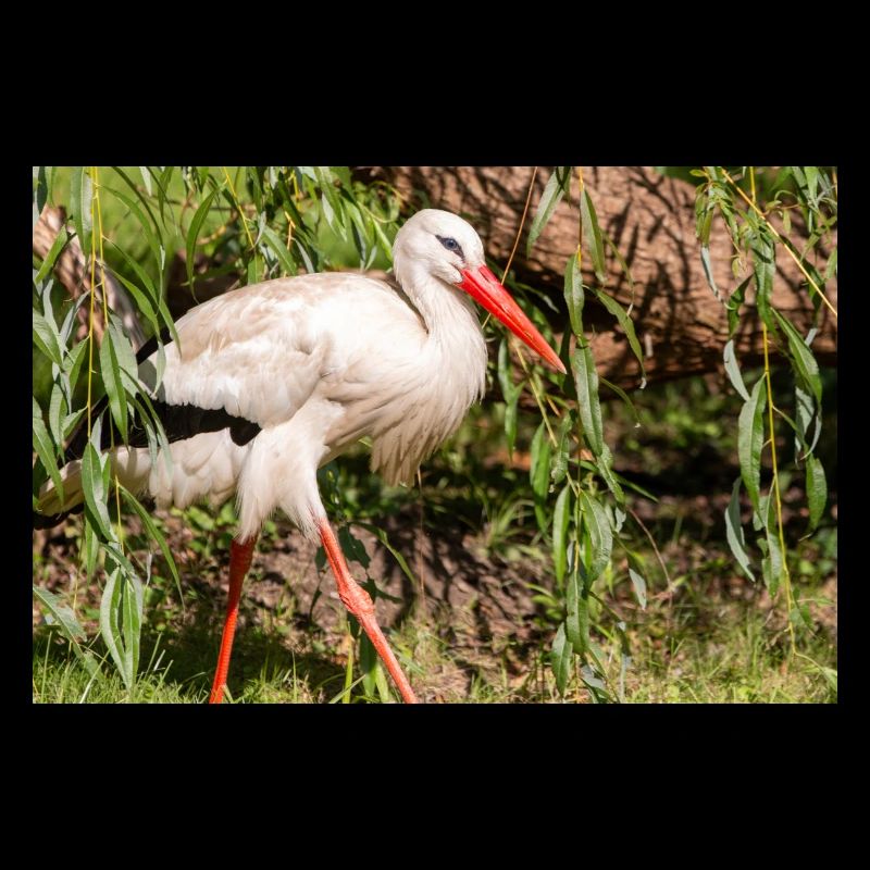 Weißstorch oder Klapperstorch