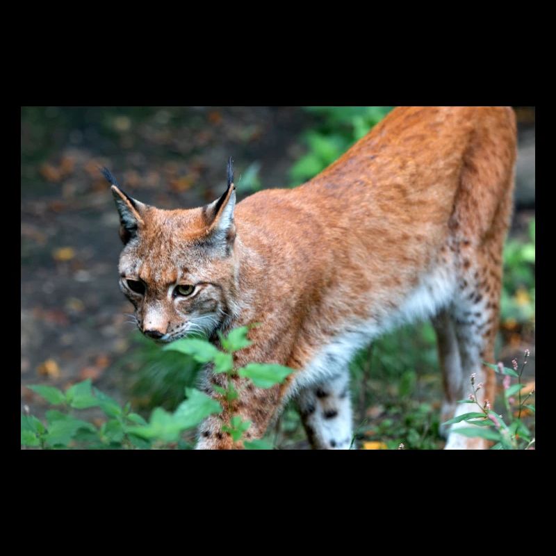 Eurasischer Luchs oder Nördlicher Luchs