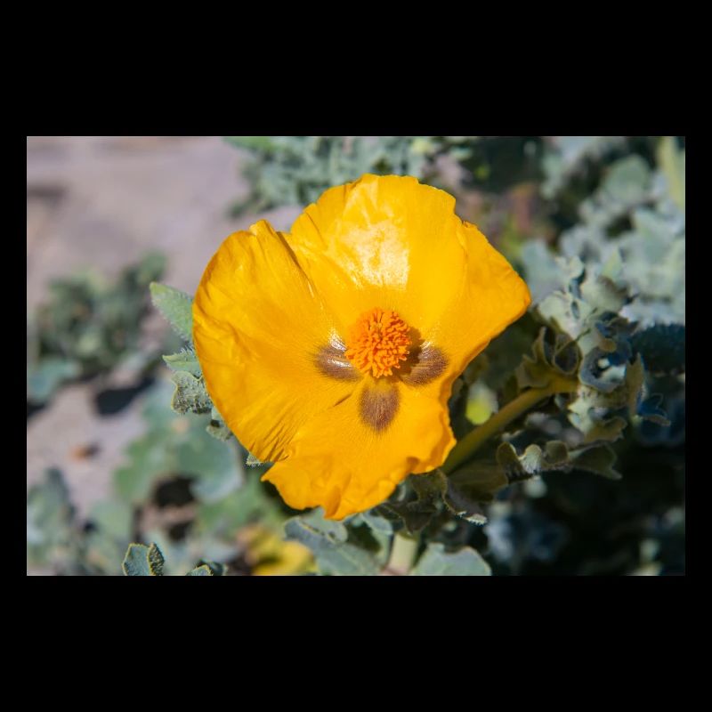 Hornmohn auch Hornmohn oder Seemohn (Gelber