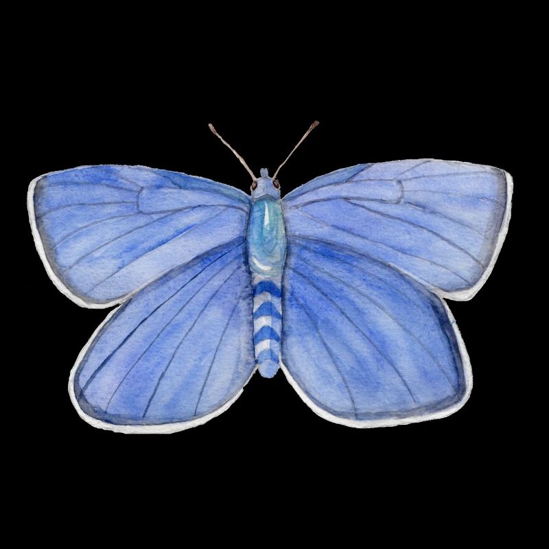 Butterfly Blue