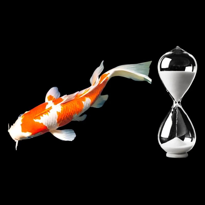 KOI Time